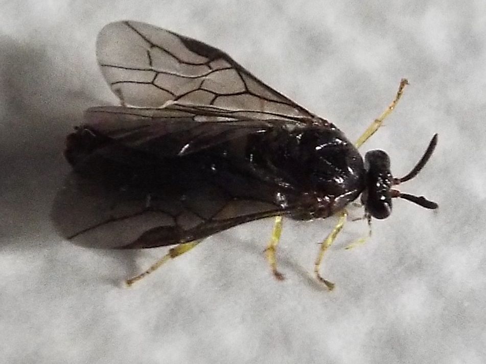 Aproceros leucopoda  (Argidae).